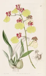 Oncidium spilopterum